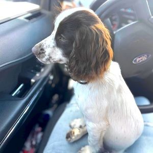 Meet your Posher, Roxy